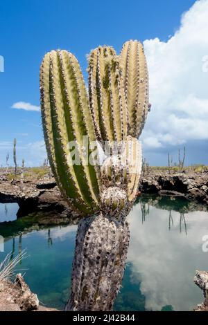 Cactus sur Las Tintoreras, une chaîne de petits îlots pleins de cove et de plages cachées. Banque D'Images