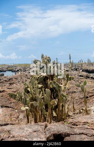 Les touristes explorent Las Tintoreras, une chaîne de petits îlots pleins de cove et de plages cachées. Banque D'Images