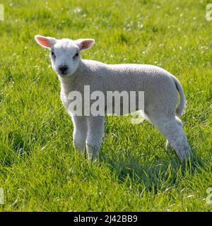 Agneau blanc doux pour un nouveau-né dans la prairie Banque D'Images