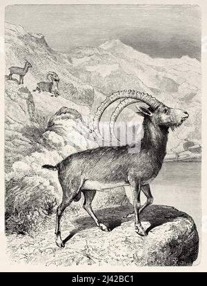 Ibex nubien (Capra nubiana sinaitica) parmi les rochers du désert du Néguev. Israël, Moyen-Orient, Orient. Syrie par Charles Louis Lortet (1836-1909) le Tour du monde 1882 Banque D'Images