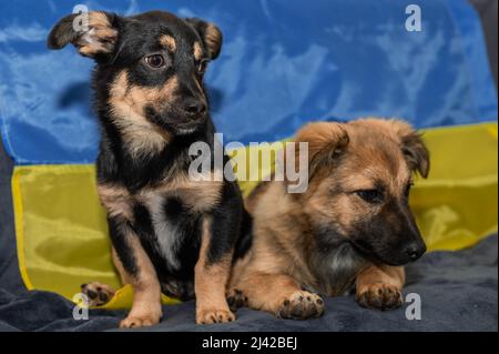 Deux jeunes chiens errants dans un abri pour animaux. Deux chiots sans abri pendant la guerre. Arrière-plan du drapeau ukrainien Banque D'Images