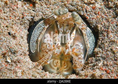 Crevettes (Lysiosquillina maculata), Ari Atoll, Maldives, océan Indien, Asie Banque D'Images