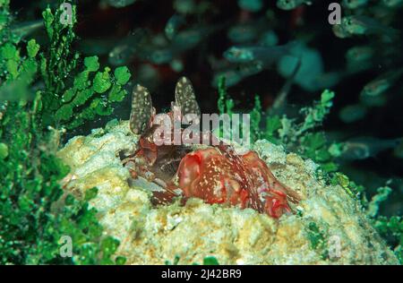 Crevettes (Lysiosquillina sp.), Ari Atoll, Maldives, océan Indien, Asie Banque D'Images