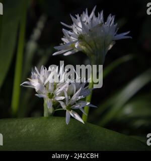 Gros plan sur la fleur d'ail sauvage Banque D'Images