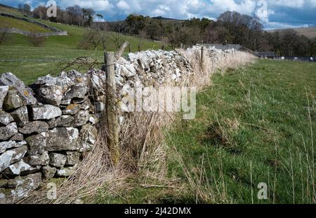 Pierres rugueuses et irrégulières construites dans une frontière traditionnelle entre les champs verts, un havre pour la flore et la faune, Orton, Cumbria, Royaume-Uni Banque D'Images