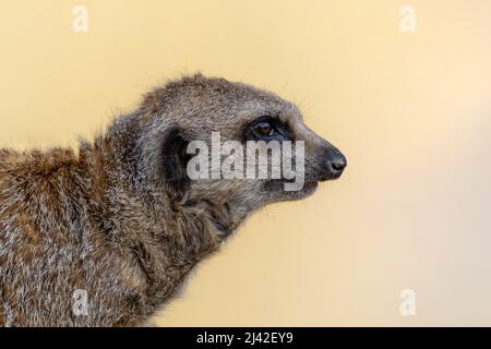 Jeune meerkat, Suricata suricata, profil latéral. Cette petite créature vit en paquets et est indigène à l'Afrique australe. Banque D'Images