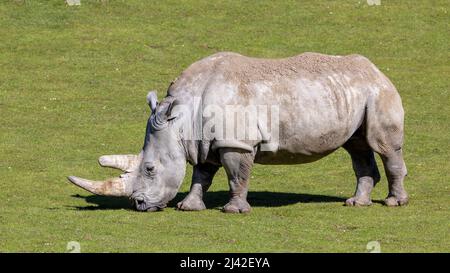 Profil latéral d'un rhinocéros blanc en pâturage, ceratotherium simum, autrement connu sous le nom de rhinocéros à lèvres carrées. Cette espèce est endémique à l'Afrique et est TH Banque D'Images