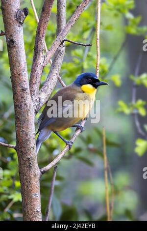 Un laughingthrush Garrulax courtoisi, couronné, perché sur un arbre. Ce petit oiseau chanteur, indigènes de Sichuan en Chine, est maintenant En danger critique d'extinction Banque D'Images