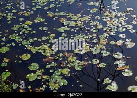 Plantes aquatiques (Nymphoides indica) sur le lac Banque D'Images
