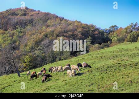 Groupe de moutons et agneaux sur un pré avec de l'herbe verte. En arrière-plan les couleurs d'un automne de bois Banque D'Images