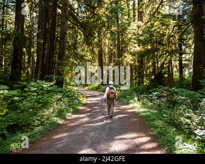 Randonneur mâle dans le nord-ouest du Pacifique marchant dans une vieille forêt de croissance Banque D'Images