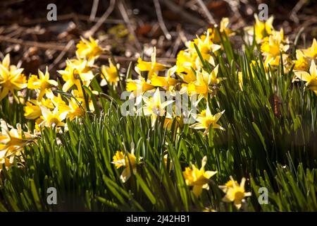 Les Narcissus sauvages poussent dans la réserve naturelle de Perlenbach-Fuhrtsbachtal vallée près de Monschau dans la région de l'Eifel, Rhénanie-du-Nord-Westphalie, Allemagne Banque D'Images