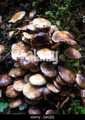Grand groupe de champignons trouvé dans les bois du Nord-Ouest du Pacifique Banque D'Images