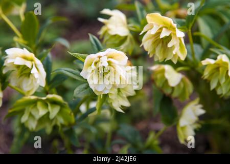 Helleborus x Hybridus 'Double Ellen White' hellebore à RHS Garden Wisley, Surrey, Angleterre, Royaume-Uni, 2022 avril Banque D'Images