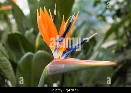 Strelitzia reginae 'humilis' Bird of Paradise Flower, RHS Garden Wisley, Glass House, Surrey, Angleterre, Royaume-Uni, 2022 avril Banque D'Images