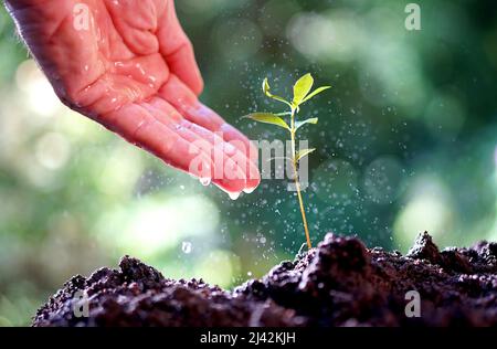 Feuille verte avec gouttes de pluie en plein soleil Banque D'Images