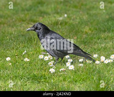 Carrion Crow, Corvus Corone Corone Banque D'Images