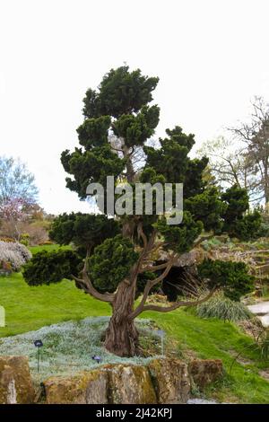 Hinoki Cypress (Chamaecyparis obtusa) 'Nana gracilis' RHS Garden Wisley, Surrey, Angleterre, Royaume-Uni, 2022 avril Banque D'Images
