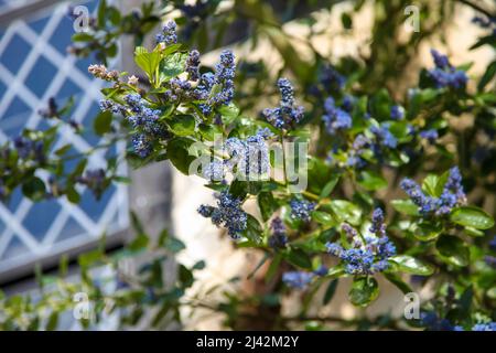 Ceanothus arboreus 'Trewithen Blue' à RHS Garden Wisley, Surrey, Angleterre, Royaume-Uni, 2022 avril Banque D'Images