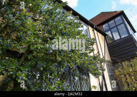 Ceanothus arboreus 'Trewithen Blue' pousse contre un mur de maison à RHS Garden Wisley, Surrey, Angleterre, Royaume-Uni, 2022 avril Banque D'Images