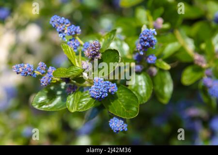 Ceanothus arboreus 'Trewithen Blue' à RHS Garden Wisley, Surrey, Angleterre, Royaume-Uni, 2022 avril Banque D'Images