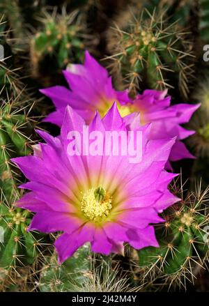 Fleurs de cactus rose vif (Echinocereus cinerascens) sur le jardin Banque D'Images