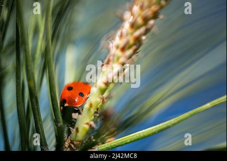 la petite coccinelle repose paisiblement sur une branche maritime de pin Banque D'Images