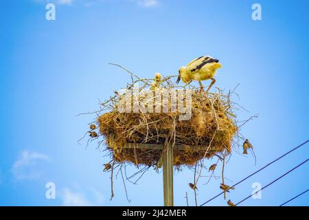 Deux bébés cigognes blanches dans le nid avec beaucoup de moineaux espagnols volant autour sur le ciel bleu polaire elektrical, Kurtovo Konare, Bulgarie Banque D'Images