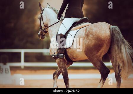 Une vue arrière d'un beau cheval gris à motif appliqué avec un cavalier dans la selle, qui se produit lors de compétitions de dressage le jour d'été. Sports équestres. Banque D'Images