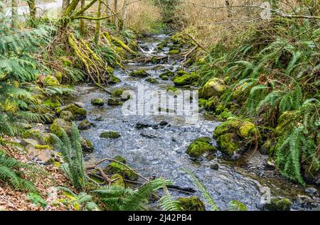 Le ruisseau des Moines, dans l'État de Washington, coule sur des rochers. Banque D'Images