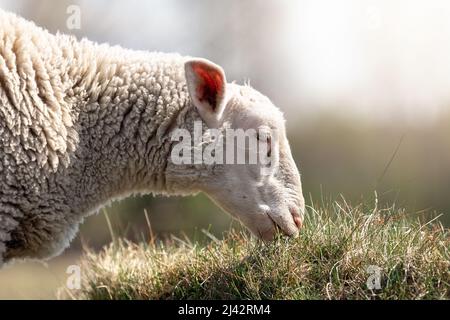 Une photo détaillée et à angle bas d'un mouton mangeant de l'herbe. Arrière-plan naturel flou et lisse. Banque D'Images