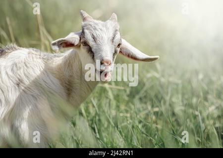 Jeune, agape, chèvre blanc sur fond vert de prairie. Vue avant sur la face en goatling Banque D'Images