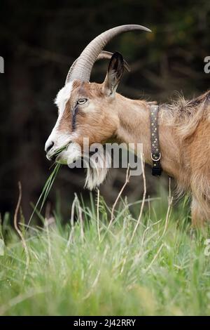 Portrait de profil d'une chèvre brune avec de grandes cornes et une longue fourrure sur fond de forêt sombre. Banque D'Images