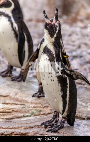 Un manchot Humboldt se présente dans son enceinte au zoo de Chester Banque D'Images