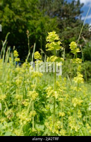 Le peuplement de Crosswort (Cruciata laevipes = Galium cruciata) fleurit sur une pente de prairie à craie, réserve naturelle de Murhill Bank, Wiltshire, Royaume-Uni, juin. Banque D'Images