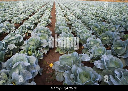 Chou frais mûr sur un lit de légumes. Banque D'Images