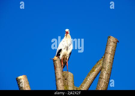 Stork assis au sommet d'un arbre à Oud Verlaat aux pays-Bas Banque D'Images