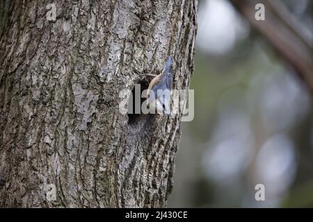 Nuthatch utilisant de la boue pour préparer le trou de nid avant la reproduction Banque D'Images