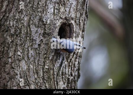 Nuthatch utilisant de la boue pour préparer le trou de nid avant la reproduction Banque D'Images