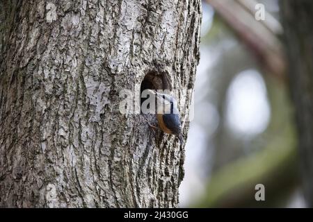 Nuthatch utilisant de la boue pour préparer le trou de nid avant la reproduction Banque D'Images