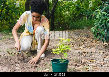 jeune femme noire avec afro croquant vers le bas de travail du sol avec une pelle à main dans le champ pour transplanter un lys paraguayen, concept de conservation avec Banque D'Images