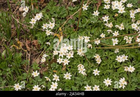 gros plan d'un groupe d'anémones en bois blanc à fleurs sur le plancher de la forêt Banque D'Images