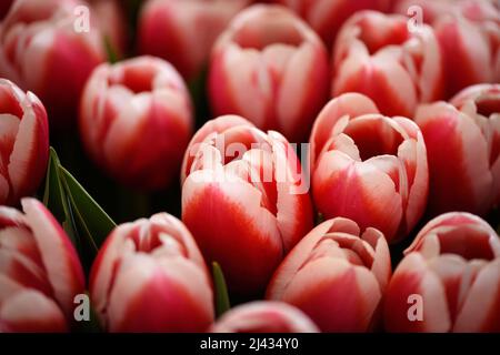 Beaucoup de tulipes fleuris à deux tons. Arrière-plan des fleurs. Banque D'Images