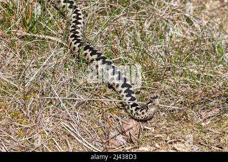 Adder (Vipera berus), serpent mâle fraîchement sloughed sur l'herbe, Surrey, Angleterre, Royaume-Uni Banque D'Images