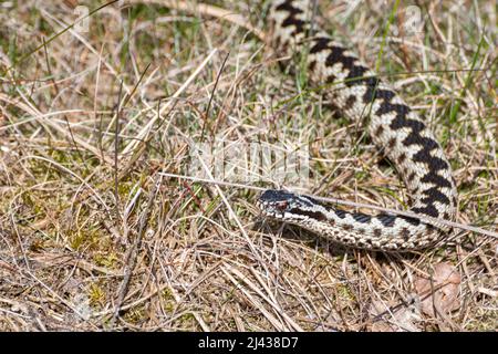 Adder (Vipera berus), serpent mâle fraîchement sloughed sur l'herbe, Surrey, Angleterre, Royaume-Uni Banque D'Images