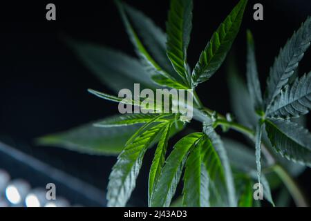 vue de dessus de la plante de cannabis sur un fond sombre. Banque D'Images