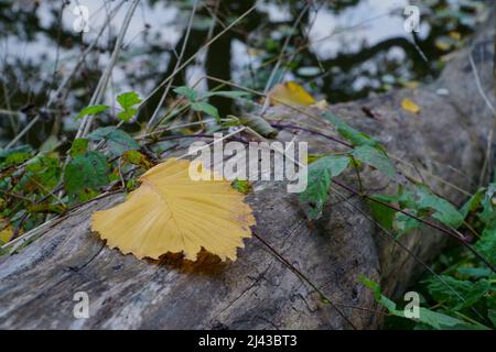 La feuille jaune sur le tronc de bois sec tombé en automne. Vue rapprochée. Symbole abstrait de la saison d'automne près des eaux dans la nature sauvage. Banque D'Images