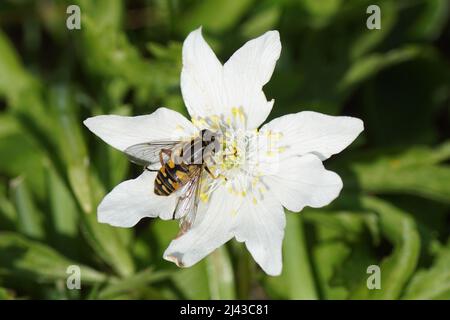 Mouche du soleil Helophilus pendulus de la famille des Syrphidae sur la fleur d'Anemonoides nemorosa (syn. Anemone nemorosa), anemone de bois, printemps, avril, Banque D'Images