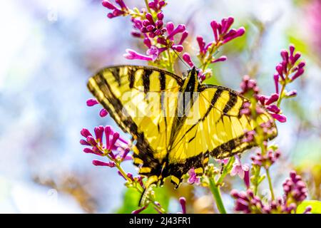Un joli papillon sur les boutons de fleurs non ouverts Banque D'Images