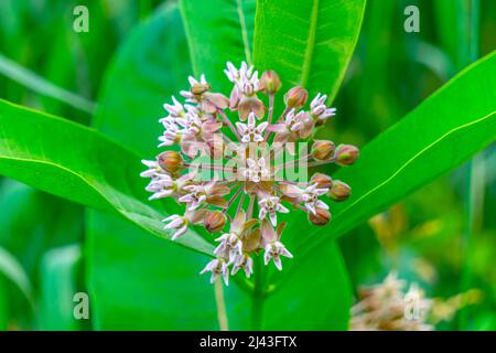 boutons de fleurs non ouverts dans un jardin Banque D'Images